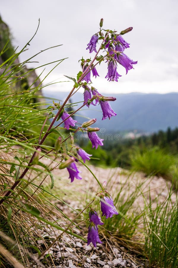风轮草carpatica,与早晨露水小滴的紫色吊钟花在他们,在布切吉喀尔巴阡山脉,罗马尼亚 免版税库存图片 风轮草carpatica,与早晨露水小滴的紫色吊钟花在他们,在布切吉喀尔巴阡山脉,罗马尼亚 免版税库存图片